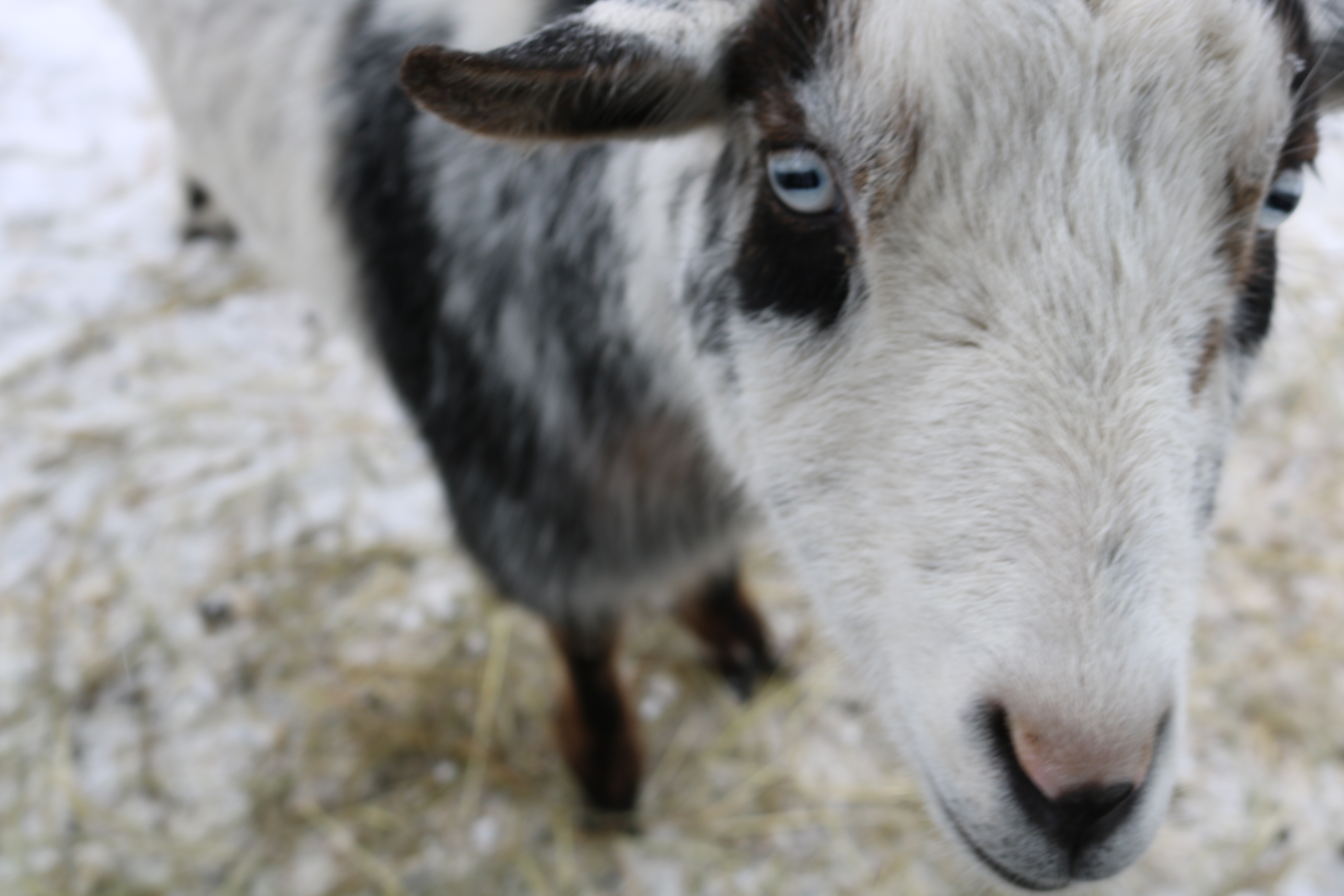 Black and white goat